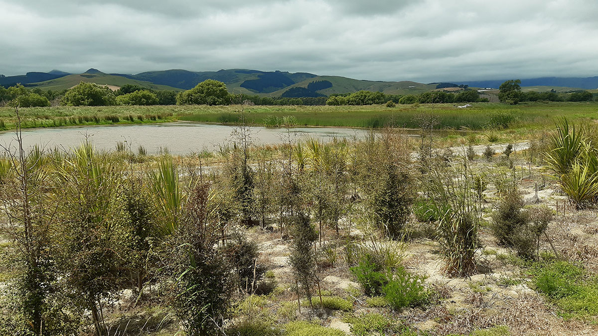 Restoring our Wetlands 2