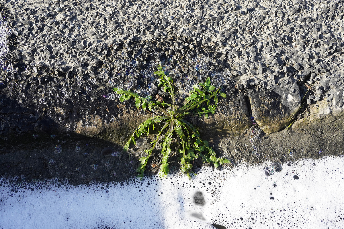 Sprayed weed web