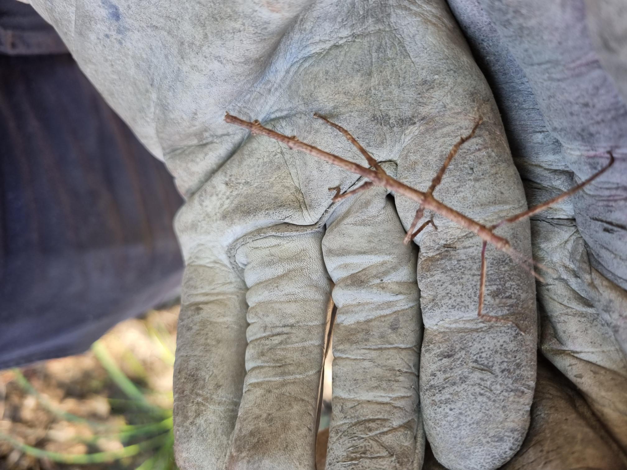 Stick insect