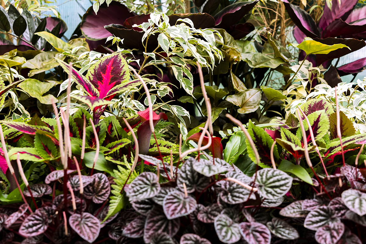 Tropical House foliage web