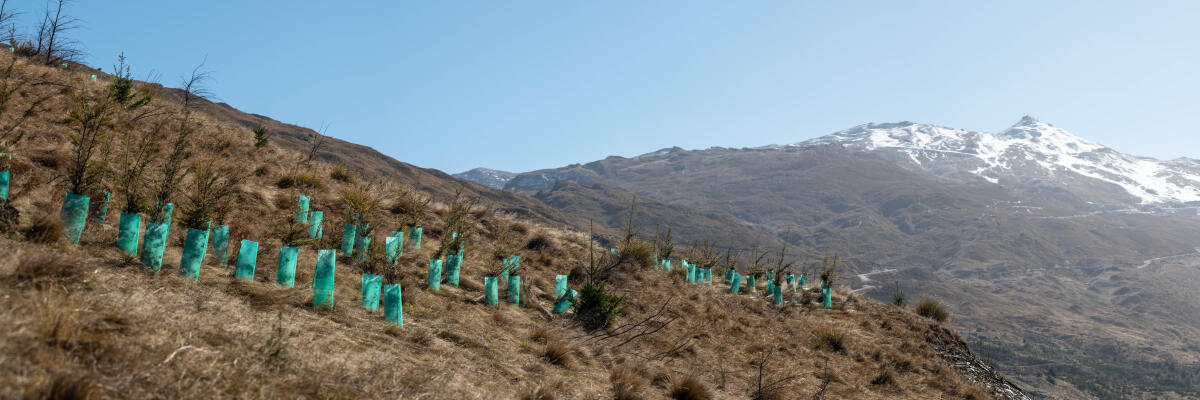 Native plantings in plant guards on the slopes of Coronet Peak, Project Tohu