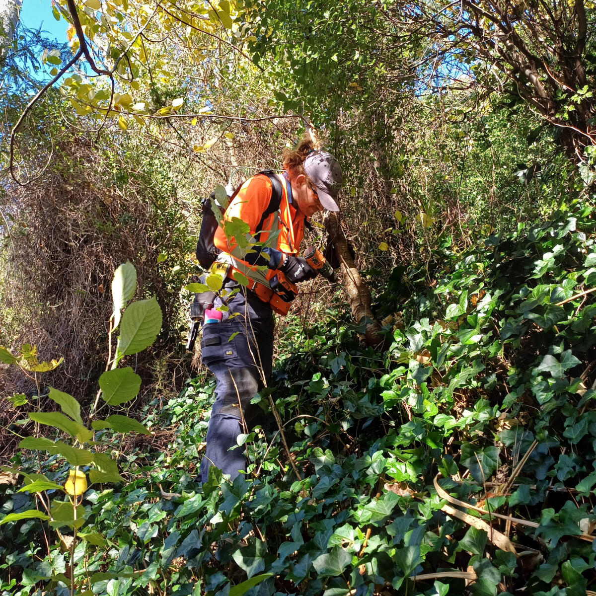Citycare Property ecological team member carrying out pest plant control in dense ivy